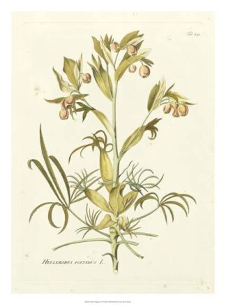 Nature's Elegance IV