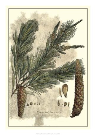 Antique Weymouth Pine Tree