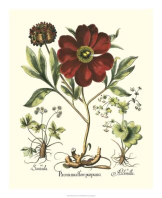 Red Besler Peonie II