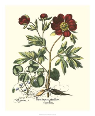 Red Besler Peonie III