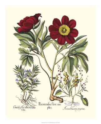 Red Besler Peonie IV