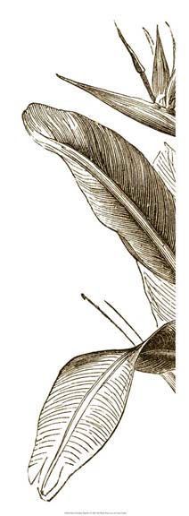 Bird of Paradise Triptych I