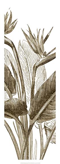 Bird of Paradise Triptych II