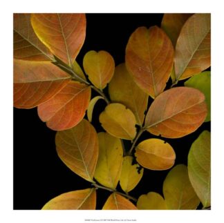 Vivid Leaves I