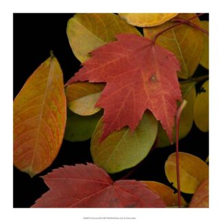 Vivid Leaves III