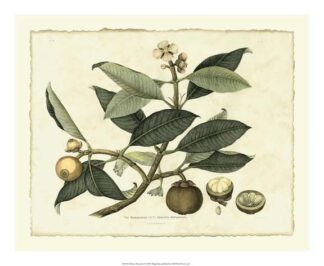 Delicate Botanical I