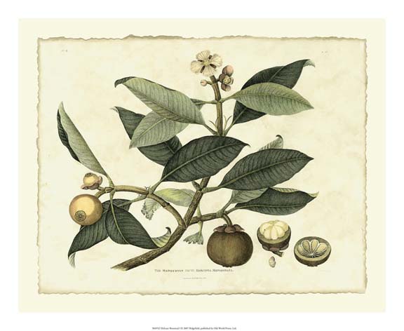 Delicate Botanical I