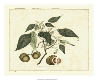 Delicate Botanical II