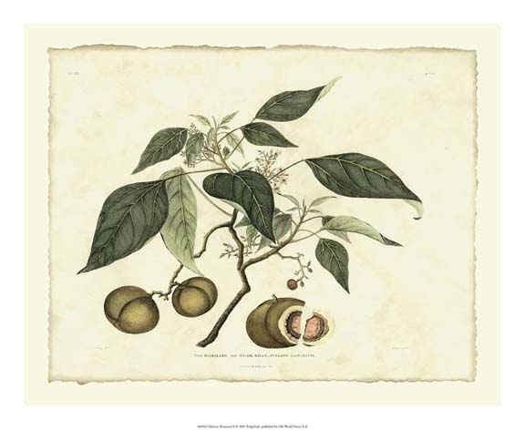 Delicate Botanical II