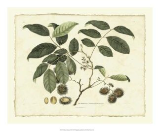 Delicate Botanical III