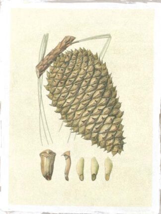 Crackled Woodland Pinecones I