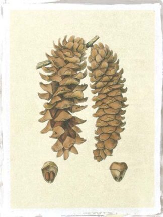Crackled Woodland Pinecones III