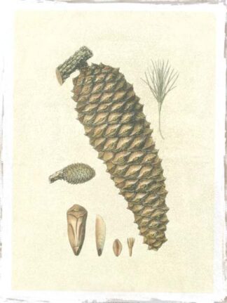 Crackled Woodland Pinecones IV