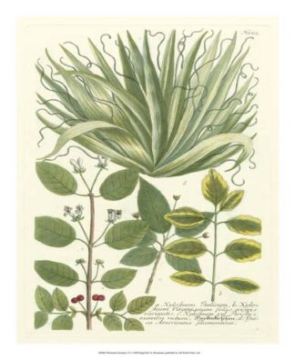 Weinmann Greenery IV