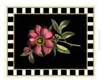 Besler Pink Peony IV