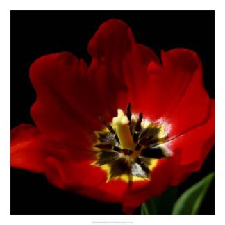 Shimmering Tulips II