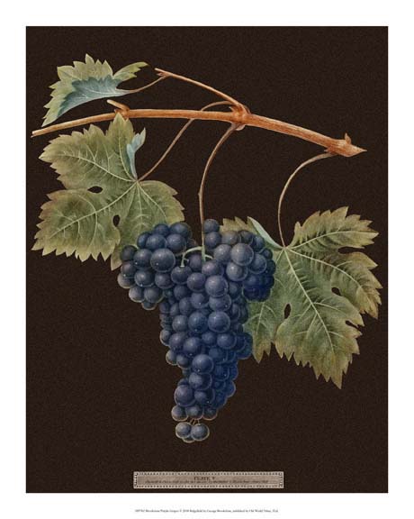 Brookshaw Purple Grapes