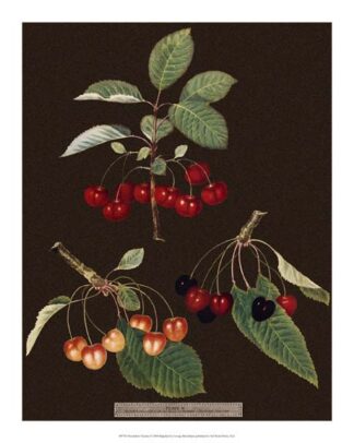 Brookshaw Cherries