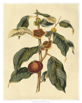 Foliage, Flowers & Fruit II