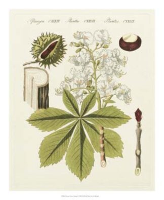 Bertuch Horse Chestnut