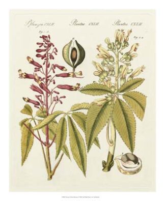 Bertuch Yellow Buckeye