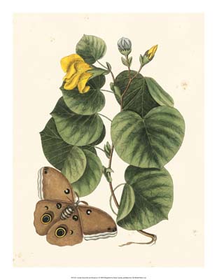 Catesby Butterfly and Botanical I