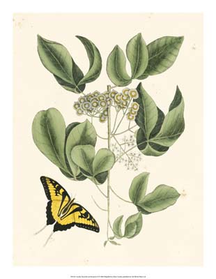 Catesby Butterfly and Botanical II