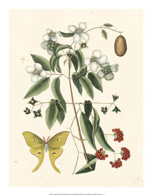 Catesby Butterfly and Botanical III