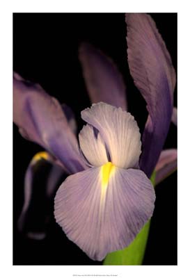 Sweet Iris II