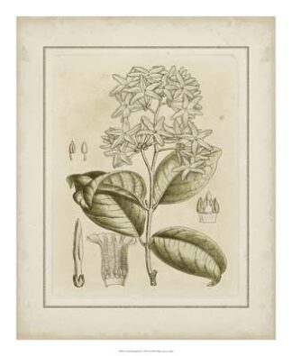 Tinted Botanical III