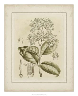 Tinted Botanical III