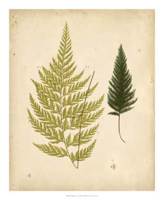 Cottage Ferns I
