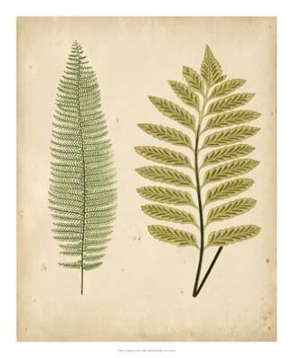 Cottage Ferns II