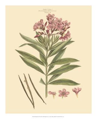 Blushing Pink Florals III