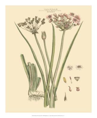 Blushing Pink Florals VIII