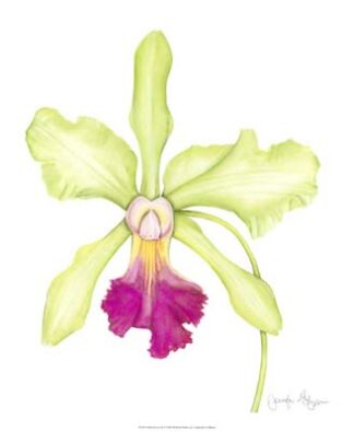 Orchid Beauty III