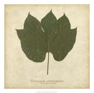 Chinese Parasol Tree