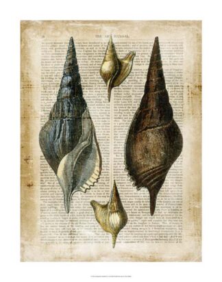Antiquarian Seashells II