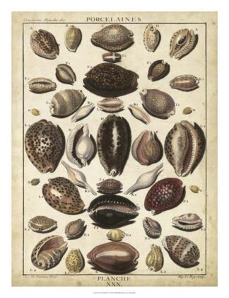 Cowrie Shells II