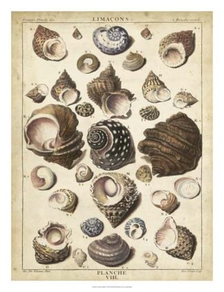 Turban Shells