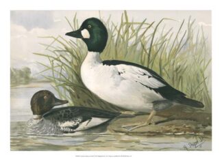 Common Goldeneye Ducks