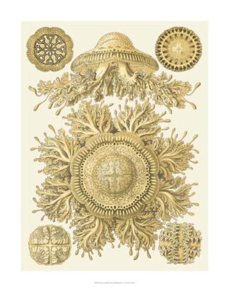 Sophisticated Sealife I