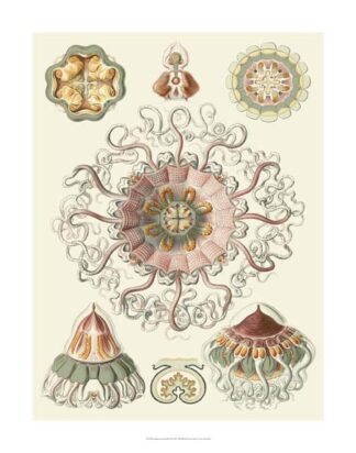 Sophisticated Sealife II