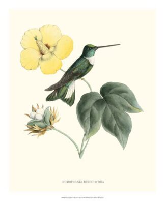 Hummingbird & Bloom I