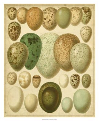 Vintage Bird Eggs II