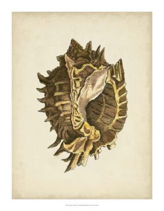 Sealife Collection VI