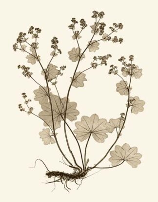 Sepia Nature Study I