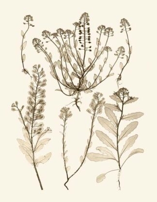 Sepia Nature Study III