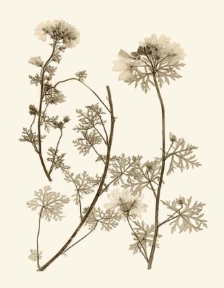 Sepia Nature Study IV