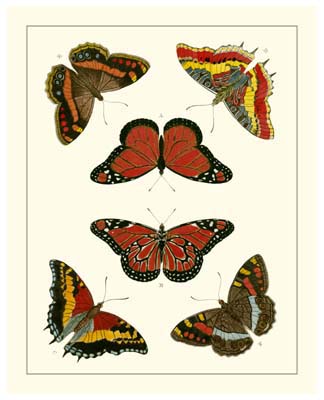 Cramer Butterflies I
